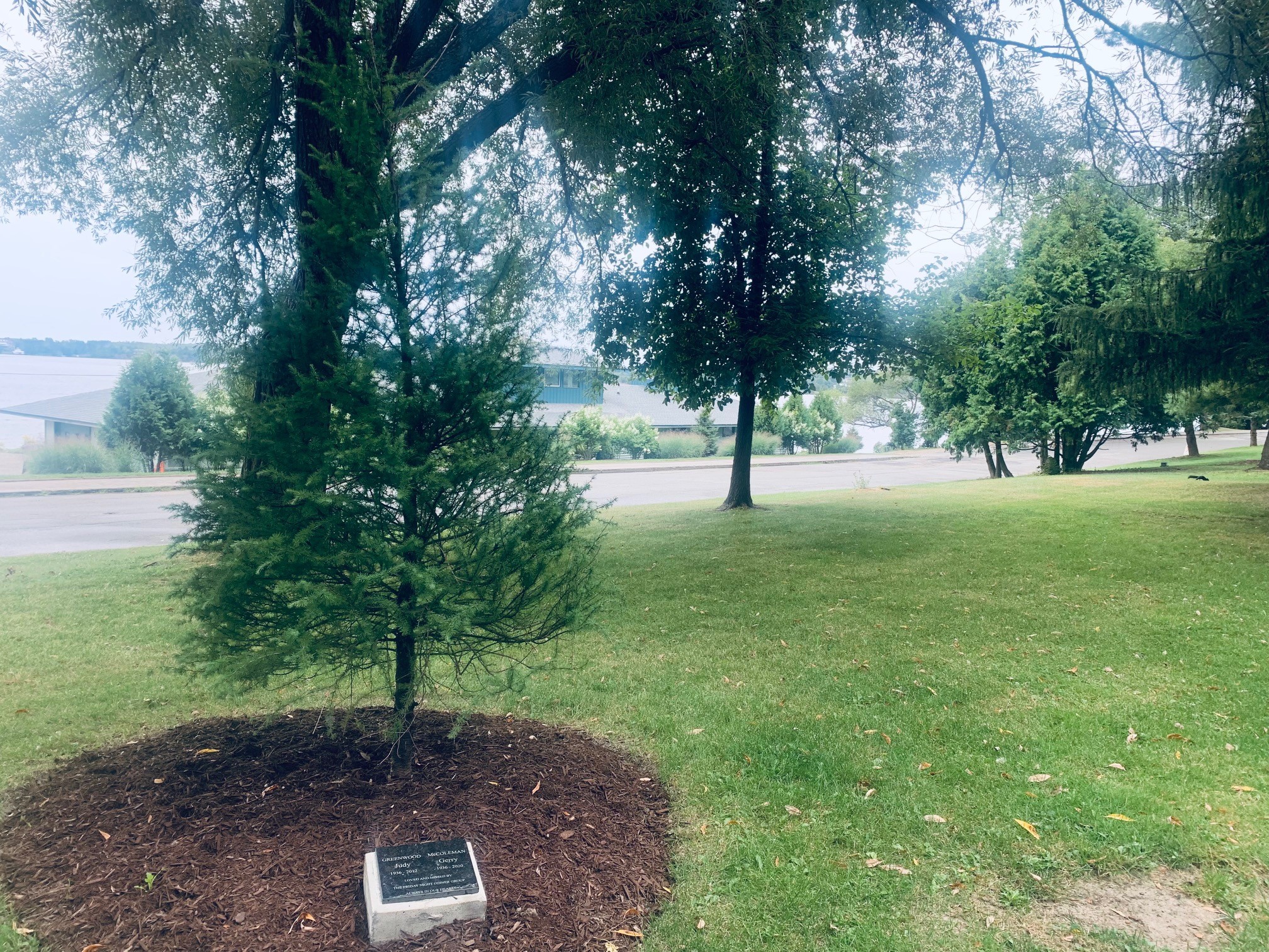 memorial tree at Bell Park
